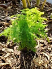 Asparagus setaceus Fern plant