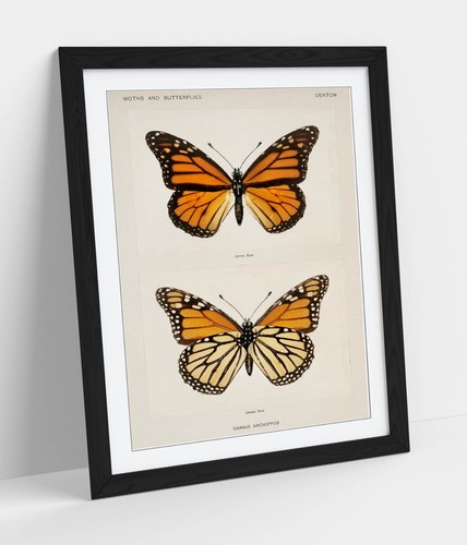 Monarch butterfly vintage - monarch,