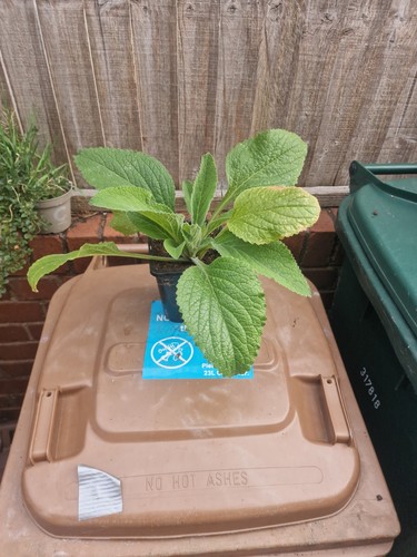 Foxglove plant litre pot - 1,