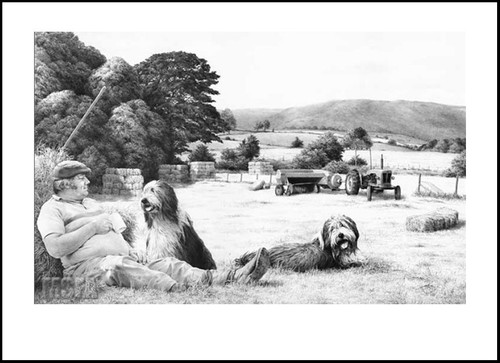 Bearded collie sheepdog dog - bearded,