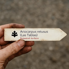 Ariocarpus retusus las - retusus, (las