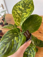 Homalomena 'Camouflage' Unusual House Plant 6cm
