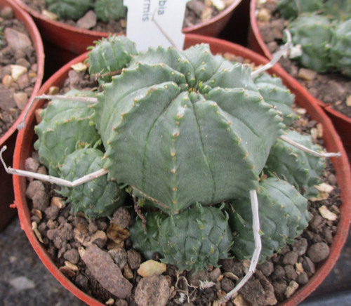 Euphorbia meloformis - meloformis,