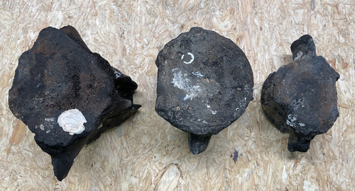 Lot large whale vertebrae - large,