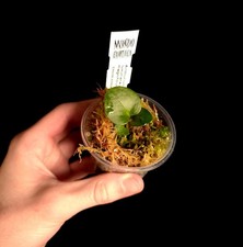 Anthurium luxurians x