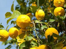 1x "Verna Lemon" Fruit Citrus