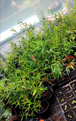 Flame willow trees 1ft - 3x,