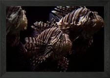 Lion Fish Framed Wall Art