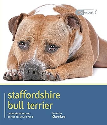Staffordshire bull terrier - bull,