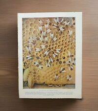 Vintage 1930s Honeycomb Queen Bee Hives Bees Hive Book Print Picture Lithograph