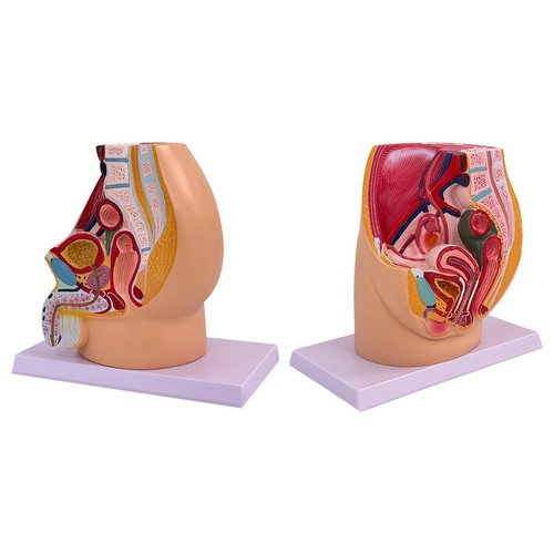 Pelvis reproductive anatomy - reproductive,