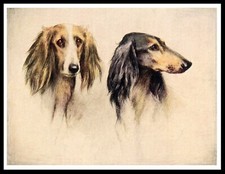 SALUKI DOGS HEAD STUDY VINTAGE
