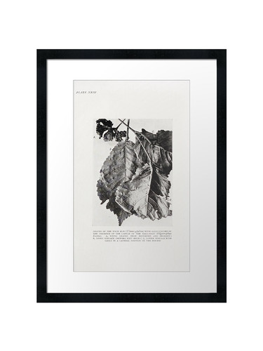 Botanical framed wall art - framed,