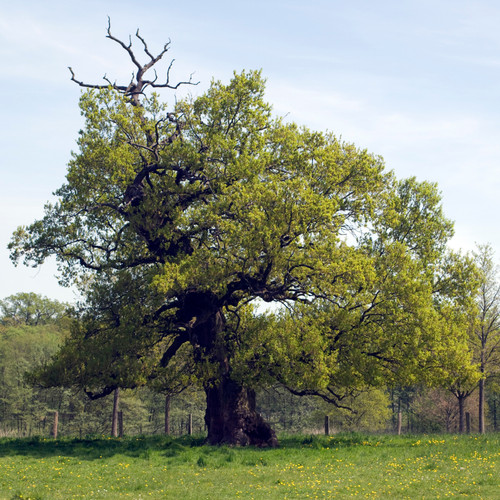 English oak trees - 🌳, x