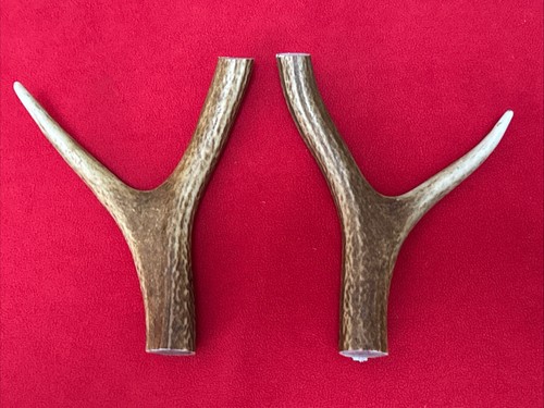 Pieces red deer - 2, of