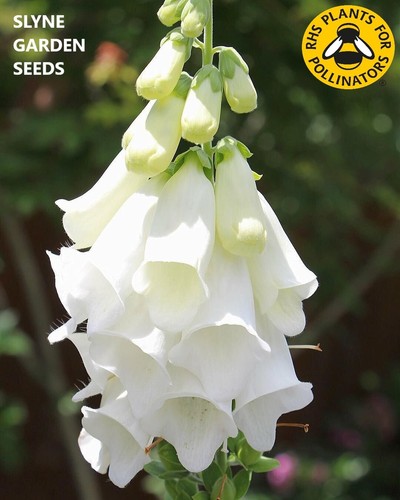 Fast dispatch foxglove wild - fast,