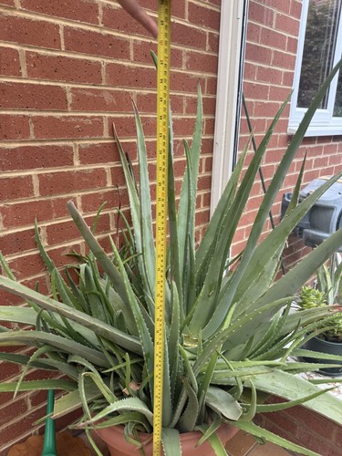 Aloe vera leaves freshly - x,