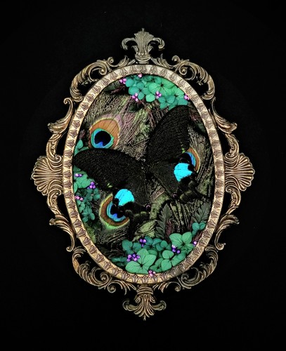 Real butterfly taxidermy - butterfly,