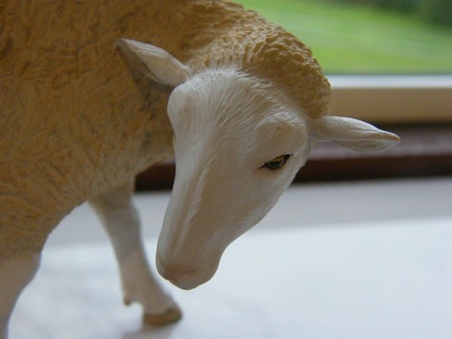 Rare north light ewe - and, lamb