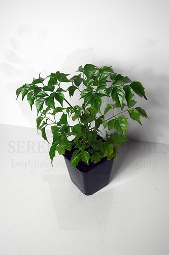 China doll asian bell - china, plant