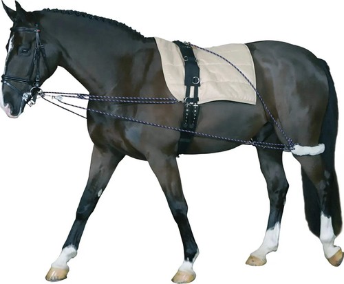 Horse guard lunging training - horse,