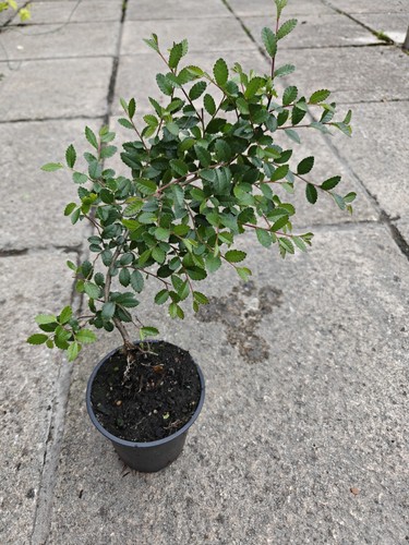 Chinese elm ulmus parvifolia - elm,