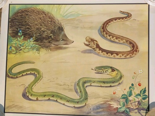 1950s school poster the - ,