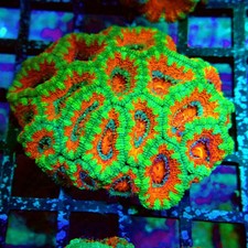 Wysiwyg acan lord - lord, coral
