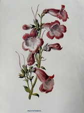 Pentstemon Antique Garden Print c.1900 | Victorian Botanical Flower Illustration