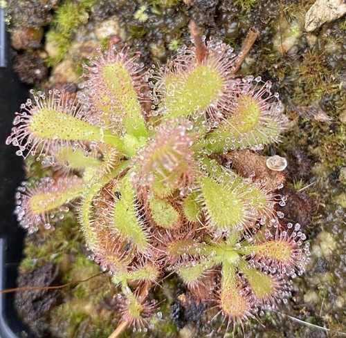 Drosera venusta the - venusta,