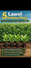 5 Laurel Hedging Plugs –