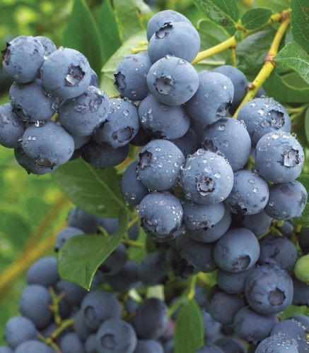 Duke blueberry plants - duke, |