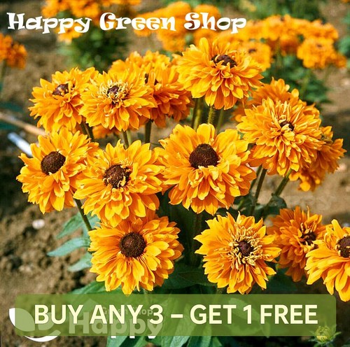 Rudbeckia flower goldilocks - rudbeckia,