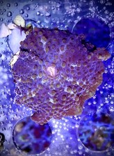 💜DARK Purple Yuma Mushroom