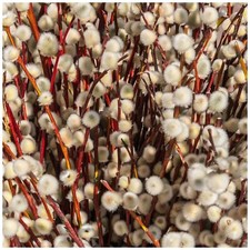 3 Violet Willow Trees / Salix