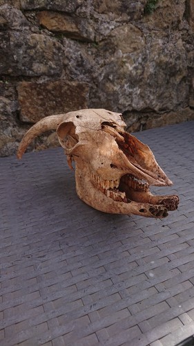 Real sheep skull with horns - sheep,