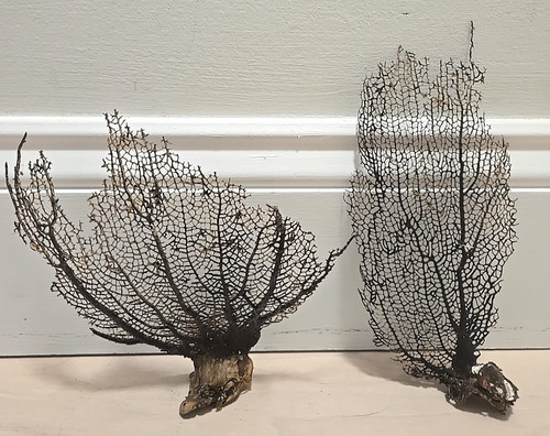 Lot national sea fan - lot,