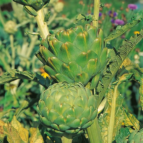Globe artichoke imperial - artichoke, star