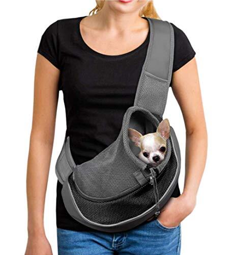 Small dog puppy - dog,