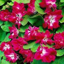MORNING GLORY Ipomea 'Sunrise