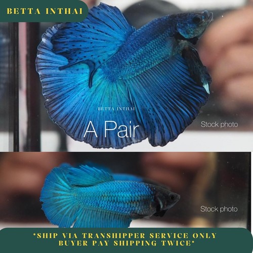 Breeding pair live betta - pair,