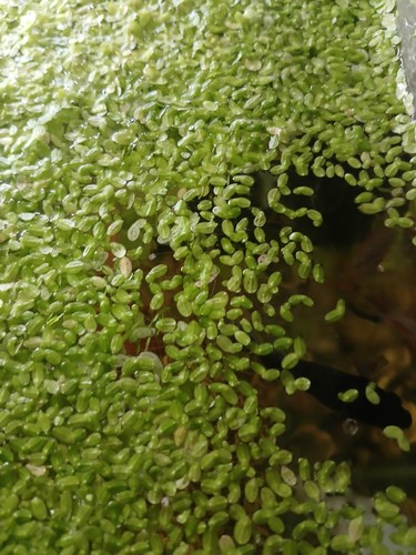 Duckweed floating plant for - floating,