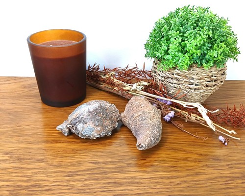 Authentic rugosa coral - x,