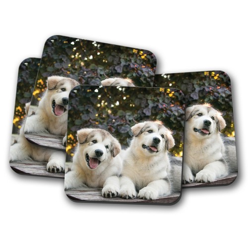 Set alaskan malamute - alaskan,