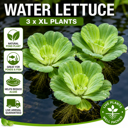Water lettuce floating - 3, x