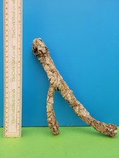 CORK BARK BRANCH 21CM SNAKE
