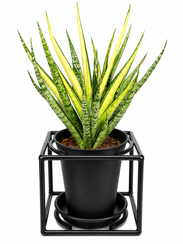 Rare sansevieria house - rare,