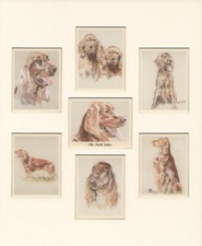 THE IRISH SETTER Man's Best