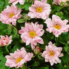 Anemone Queen Charlotte Windflower Tall Perennial Ornamental Pink Bedding Plant