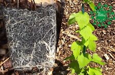 US Hop Plant Collections- 9cm & 1L pots -all female-Singles -UK Plant Passports